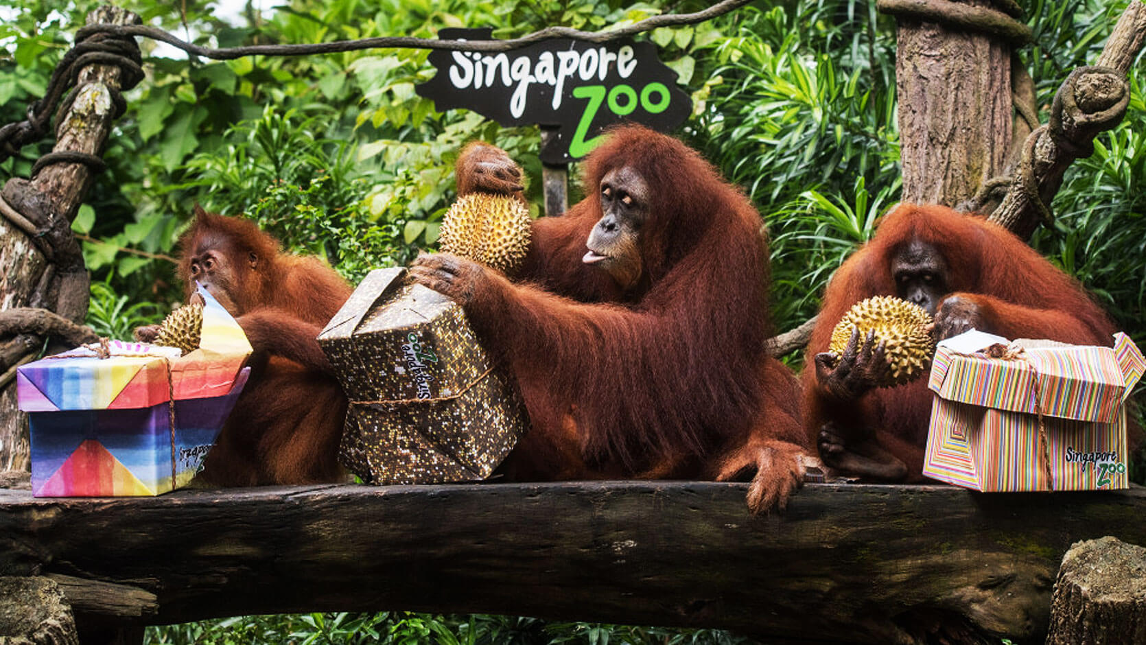 Singapore Zoo open-concept animal habitat